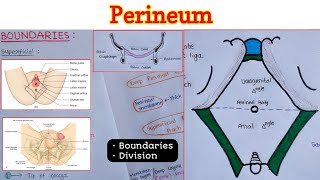 Perineum 16  Boundaries  Divisions [upl. by Eisac]