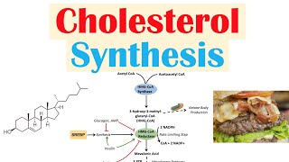 Cholesterol Synthesis  How Our Bodies Make Cholesterol [upl. by Nomae]