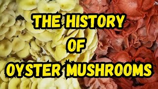 The History of Oyster Mushrooms [upl. by Brendon961]