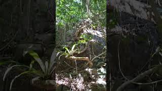 Epiphytes on roots and branches descending a cliff June 18th 2024 [upl. by Aneetak491]