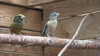 evening grosbeak avondkernbijter [upl. by Amiaj]