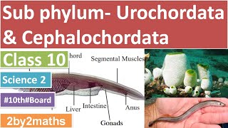 Science 2 Sub Phylum  Urochordata and Cephalochordata  Phylum Chordata [upl. by Rehptosirhc801]