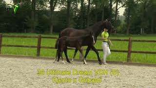 Veulenveiling Dronten  30  Ultimate Dream VDH S  Kjento x Gribaldi [upl. by Aniri]