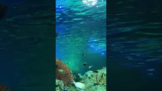 Mesmerizing Swimming Fish A Relaxing Underwater Experience [upl. by Lemmueu118]