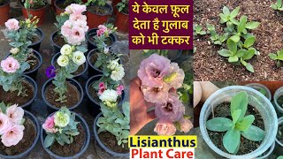 ये फ़ूल देते है गुलाब को टक्कर  Lisianthus Plant From Seeds  SummerWinter Flowering Plants [upl. by Onimod]