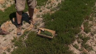 Balade été  Recettes à la salicorne sur lîle de Ré [upl. by Ulphiah772]