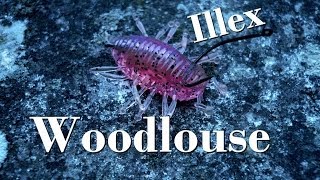 Nage de leurres  Woodlouse Illex  Montage et Animation  GoPro HD [upl. by Tnilf247]