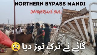 DANGEROUS BULL ne TRUCK TOR DIA  NORTHERN BYPASS MANDI  COW MANDI UPDATES 2023 [upl. by Dusza418]