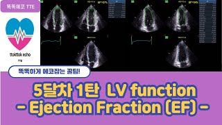 Ejection Fraction EF LV systolic function  심장기능 echocardiography 심장초음파 심박출률  stroke volume [upl. by Chalmer]