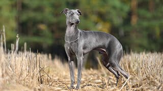 Get ShowReady Grooming Tips for Italian Greyhounds [upl. by Mildred]