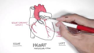 Cardiology  Coronary Blood Supply [upl. by Aivat880]