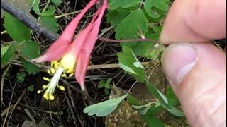 MyNature Apps Identifying Wild Columbine Aquilegia canadensis [upl. by Nailluj]