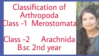 classification of Arthropoda Merostomata Arachnida [upl. by Youlton]