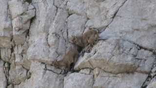 Bébé bouquetin au col de la COLOMBIERE [upl. by Parrnell]