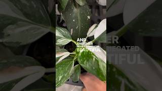 Rare Highly Variegated Philodendron at Big Box Store plants houseplants garden [upl. by Heidie3]