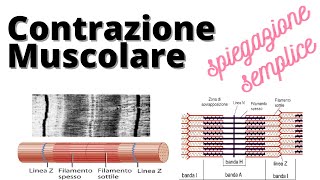 Contrazione muscolare actina miosina biochimica [upl. by Stinky]