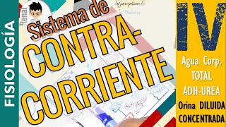 SISTEMA DE CONTRACORRIENTE Formación de ORINA CONCENTRADA y DILUIDA ADH FISIOLOGÍA RENAL P4 [upl. by Sanjiv]