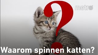 Waarom spinnen katten  Hoe zit dat [upl. by Roti77]