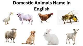 Domestic Animals Name in English  Domestic Animals for Kids  SugaryKids [upl. by Anirtak]