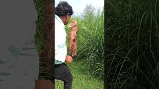 यहाँ काम अच्छे से होगा Sarita bhauji jaunpuriya shorts shortvideo jaunpuriyabhauji youtubeshorts [upl. by Barbaresi]