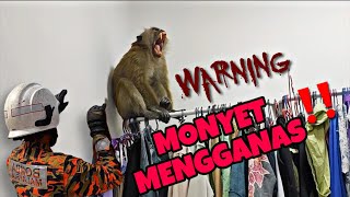 MONYET MENGGANAS DI TINGKAT 22  CELORENG BOMBA [upl. by Flodur]