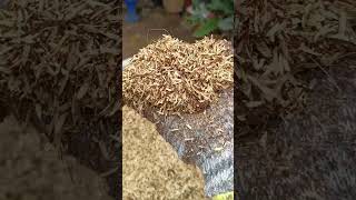 HOMEMADEDIY POTTING MIX soil lessginagamit ko sa lahat ng aking mga halaman gardening [upl. by Rusert]