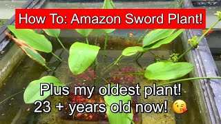 How to Amazon Sword Plant The Oldest Plants in my Collection [upl. by Mellar]