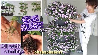 【挿し芽】サフィニア増やしてフラワータワーを作ってみる♪🌱Propagating all Petunia Surfinia from Cuttings❢ [upl. by Onimixam]