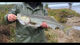 Miramichi striped bass fishing  nonstop action [upl. by Mccormac]