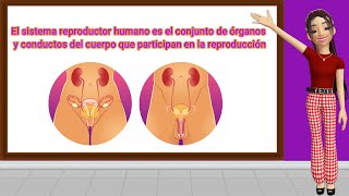 ♀️♂️El Sistema Reproductor Femenino y Masculino🩷🩵 [upl. by Ellierim287]