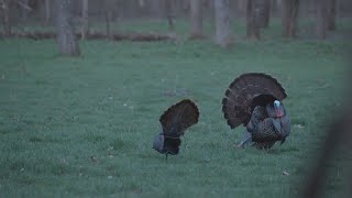 Illinois Turkey Hunting 2022  The Management Advantage [upl. by Adorne]