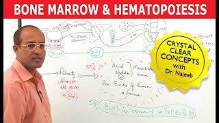 Bone Marrow and Hematopoiesis  Blood Cells Formation [upl. by Margareta]