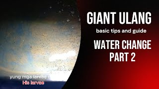 GIANT ULANG  larvae water change PART 2 [upl. by Chinua]