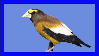 Evening Grosbeak Singing Grosbeak Calling  Pepitero Norteño Canto  Coccothraustes Vespertinus [upl. by Winna]