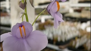 Giant bladderwort Utricularia cornigera [upl. by Mcwilliams]