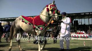 Horse dance to the beat of drum at 80th Kila Raipur Sports Festival [upl. by Sev]