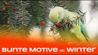 Bunte Motive im tristen Winter  Naturfotografie [upl. by Notlaw]