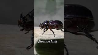 Coconut Rhinoceros Beetle  Oryctes RhinocerosMostly found in Coconut Palms  Shorts [upl. by Gnohp821]