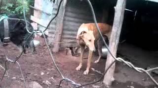 greyhound mating with a scottish deerhound cross in south africa [upl. by Mandeville]