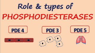 Phosphodiesterases  Role and Types  PDE5 PDE4 amp PDE3 [upl. by Marylynne]