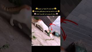 كانت القطة الام تبحث عن صغيرتها طويلآ شاهد ماذا فعلت حين وجدتها 💔😭 سبحان الله وبحمده عدد خلقه 💌 [upl. by Ayhtin]