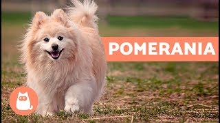 Volpino di Pomerania storia e caratteristiche – Cani PICCOLI adorabili [upl. by Brien]