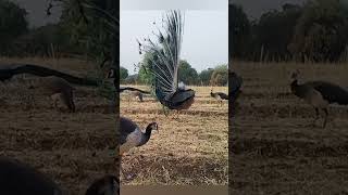 peacock love peacock Indiana dangon birds [upl. by Tnarb201]