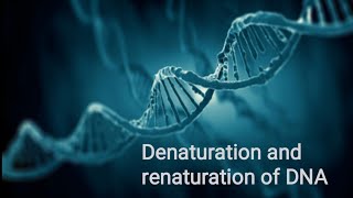 Denaturation and renaturation of DNA Factors affect DNA denaturation and renaturation [upl. by Granoff]