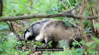 Badgers Night Hunters Honey Explorers and Courageous Mothers [upl. by Shellie]