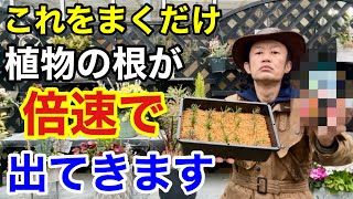 手っ取り早く植物を成長させられる肥料教えます 【カーメン君】【園芸】【さし芽】【種まき】 [upl. by Sparke]