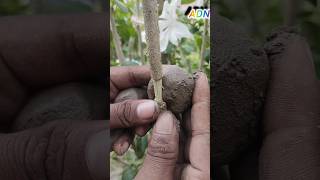 Grafting process at home garden 🏡 shorts plants [upl. by Wait]