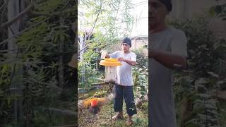 Makanan tambahan untuk burung burung kecil di Aviary [upl. by Crofoot]