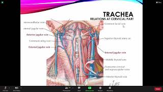 GROSS ANATOMY LUNGS PLEURA TRACHEOBRONCHIAL TREE [upl. by Windzer]