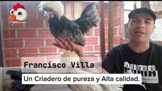 Brahma colombiaquotDescubre las Gallinas Ornamentales Más Exóticas en Don Matías [upl. by Vita]